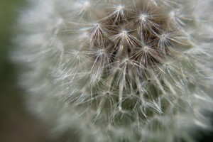 IMG_3915