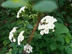 IMG_20140528_130314_HDR