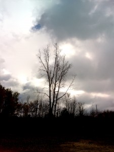 treesky