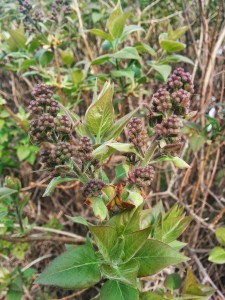 IMG_20150503_082804~2