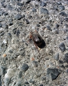 IMG_20150522_150227~2