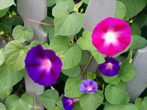 IMG_20150919_080542