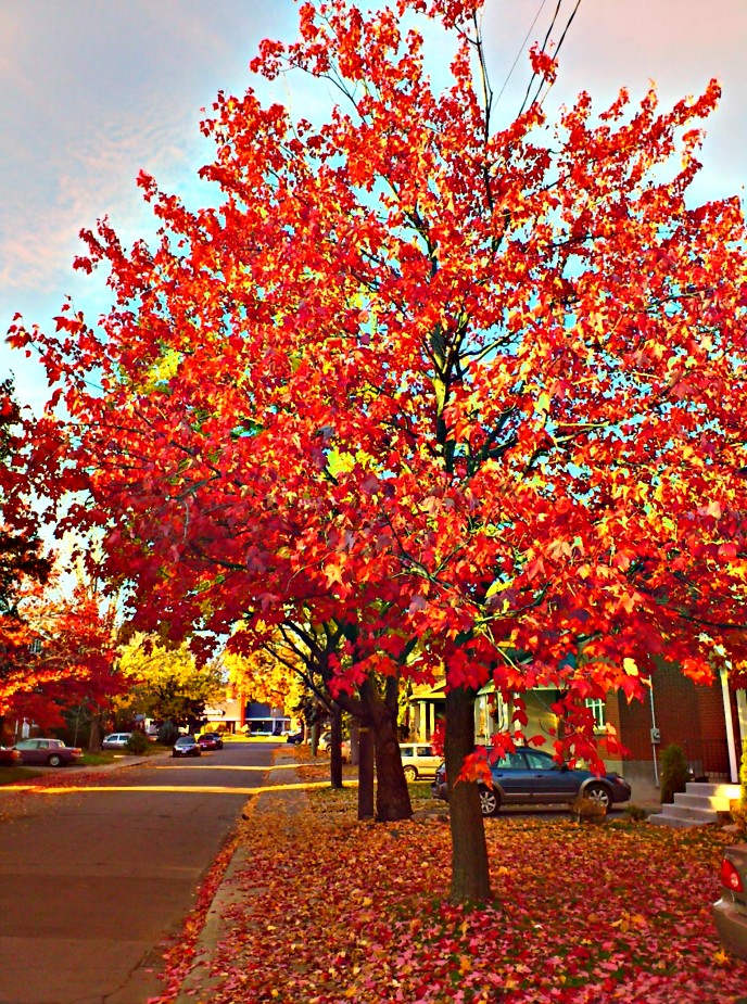 Fall Colours HDR 2011