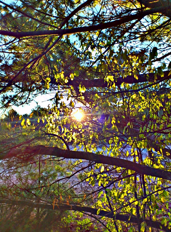 Bruce Pit Tree Light HDR 2011