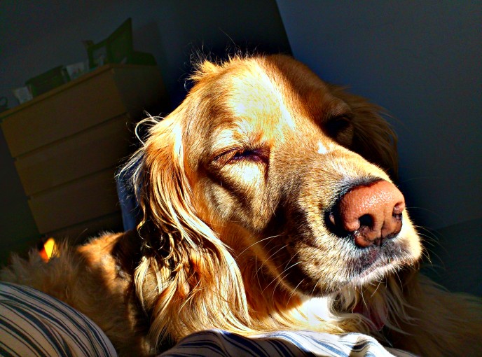 Sunshine Dog HDR 2011