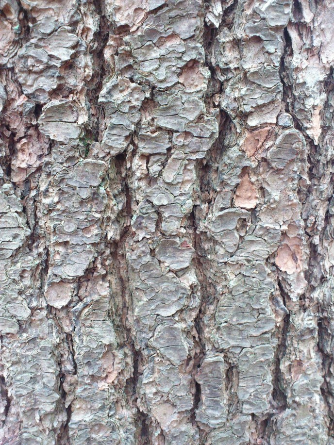 Bark HDR 2011
