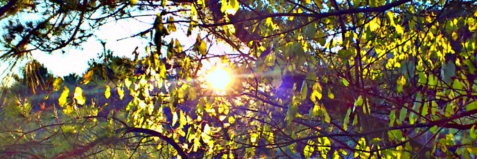 Bruce Pit Tree Light HDR 2011