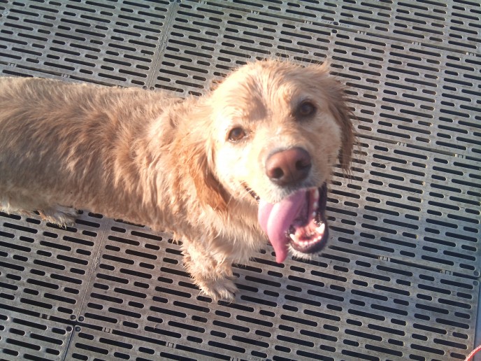 Wet & Happy Dog is Wet & Happy 2011